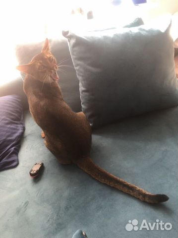 Элитный абиссинский кот, вязка объявление продам