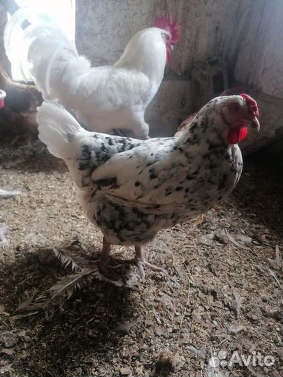 Семья Пушкинских кур чистопородных