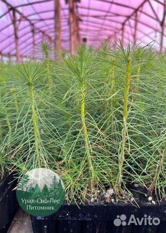 Сосна зкс окс сеянцы Ель Лиственница Голуб Горная