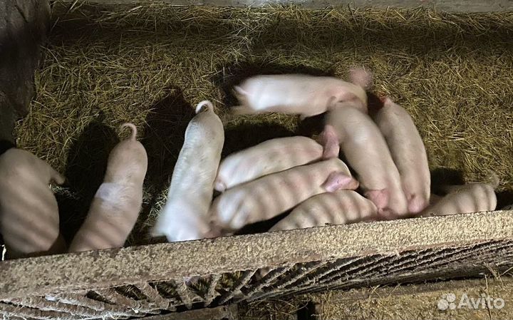 Поросята домашние