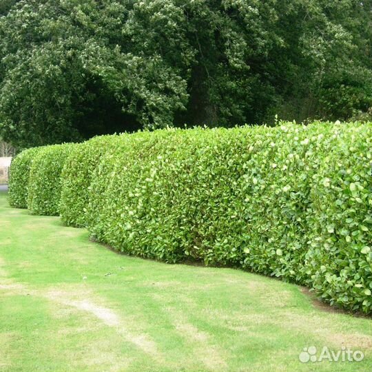 Бирючина живая изгородь