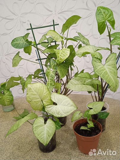 Комнатные цветы Сингониум