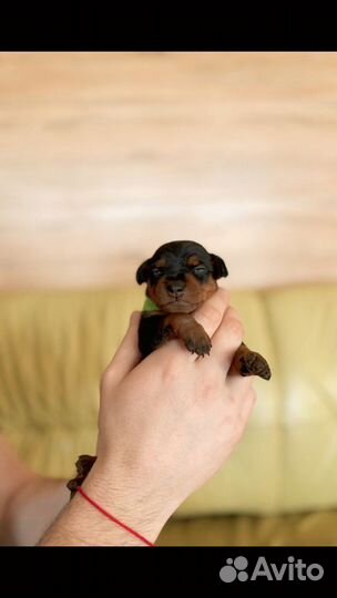 Щенульки цвергпинчера