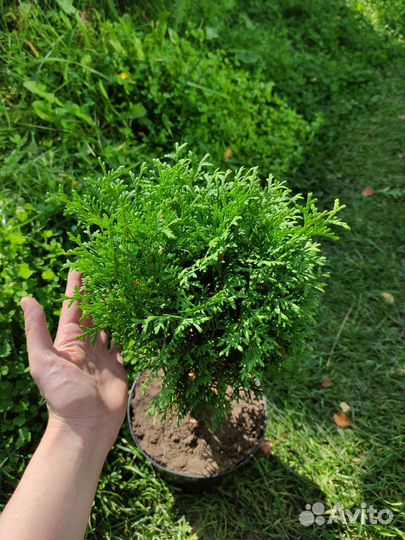 Туя западная Литл Гиант (Little Giant)