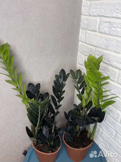 Замиокулькас black долларовое дерево цветы