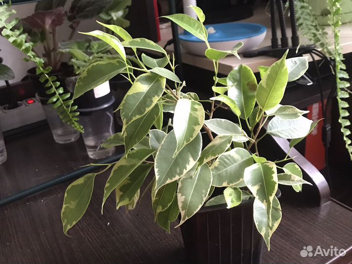 Бенджамина фикус отростки укоренённые