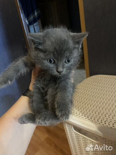 Британские котята
