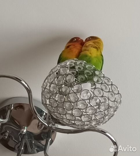 Попугай Неразлучник Фишера