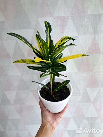 Кротоны и Молочай Синадениум Гранта