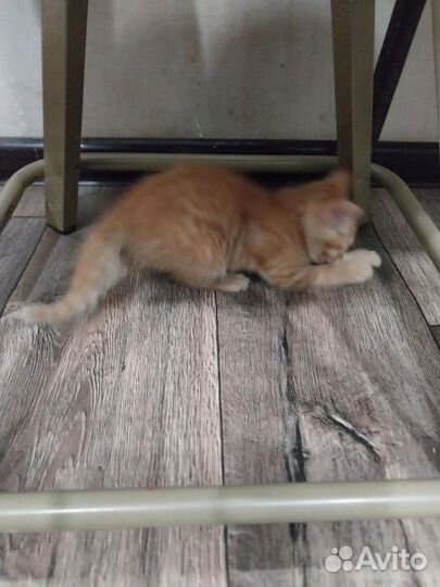 Котята в добрые руки, бесплатно