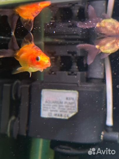 Золотая рыбка