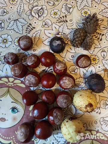 Каштан для поделок