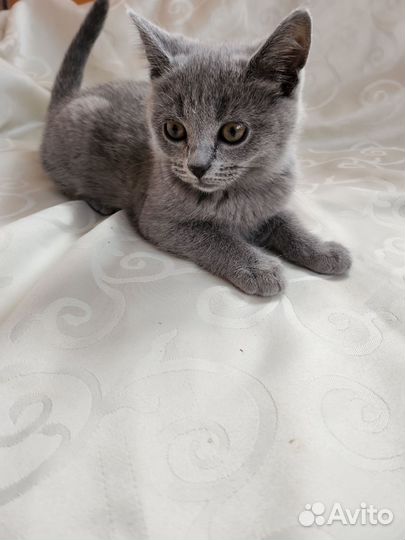 Британские котята