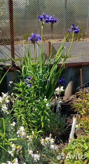 Ирисы сибирские