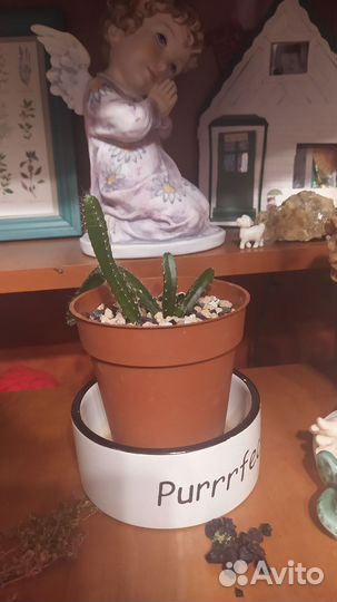 Кактус питахайя