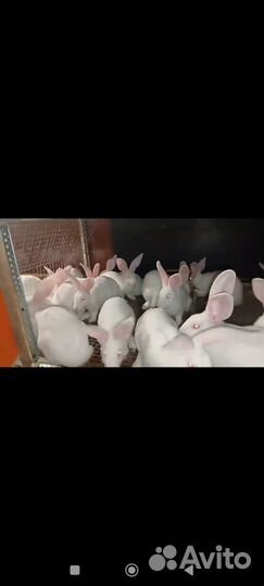 Кролик Строкач