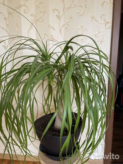 Пальма Нолина (Бокарнея)