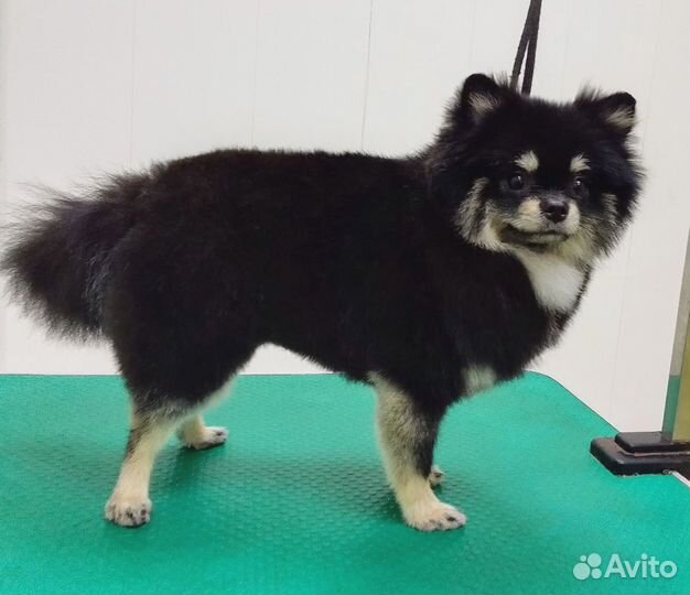 Стрижка собак и кошек груминг