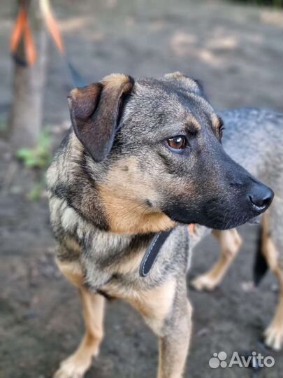 Собака в добрые руки отдам бесплатно