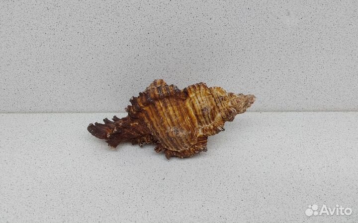 Торрефактус 12,1 морская ракушка раковина