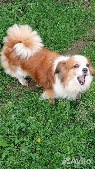 Бусинка, маленькая собачка для спокойных людей