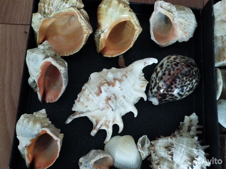 Морские ракушки раковины