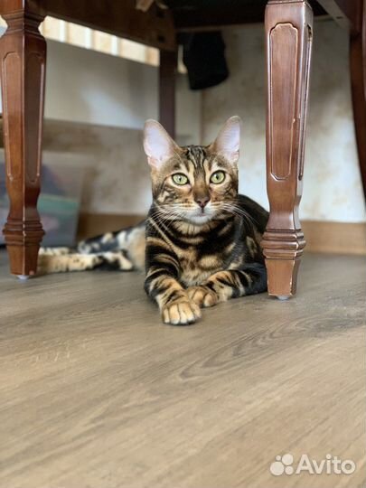Бенгальская кошка