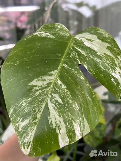 Монстера альба