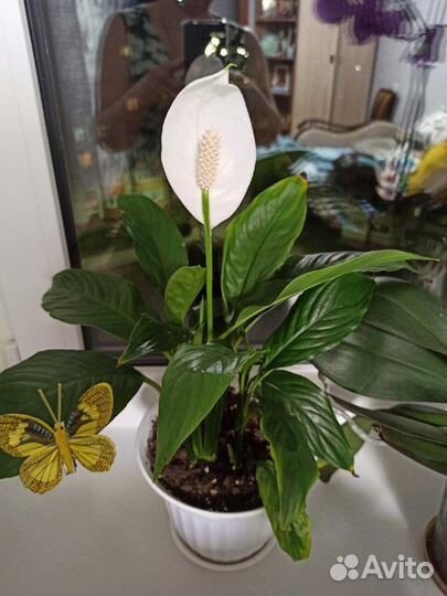 Спатифиллум