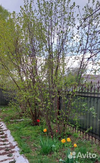 Саженцы лещины