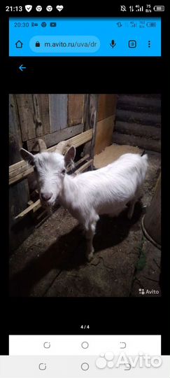 Продается козочка