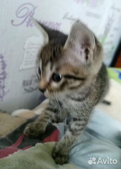 Котята ищут дом