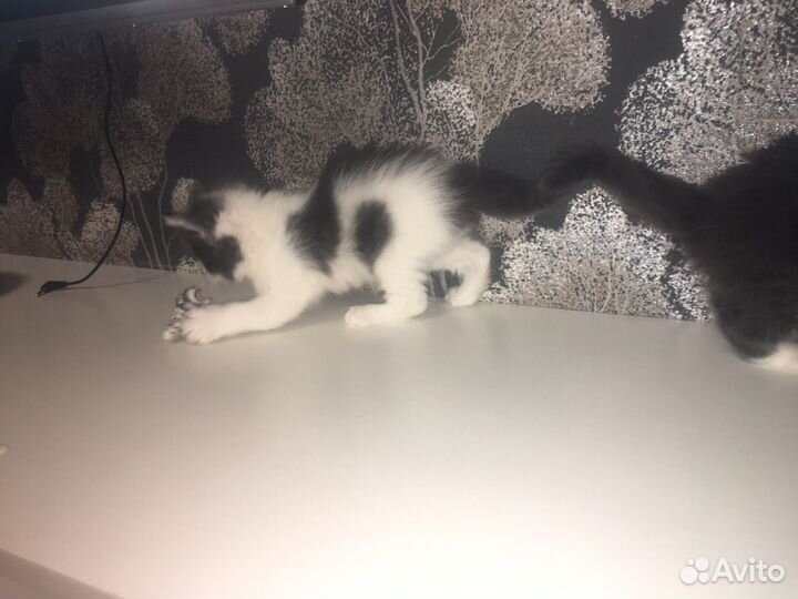 Котята в дар бесплатно