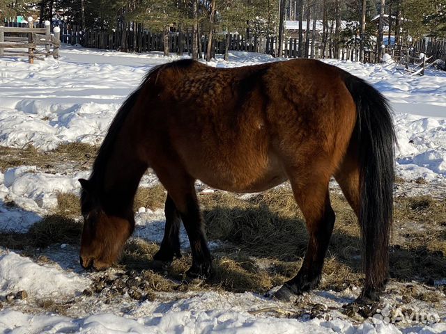 Якутская лошадь объявление продам