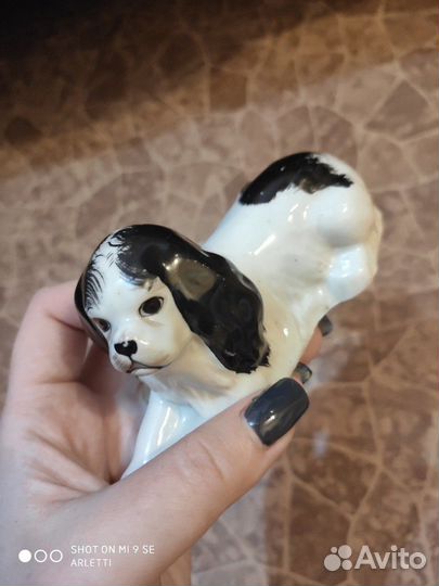 Собака Луначарского лфз