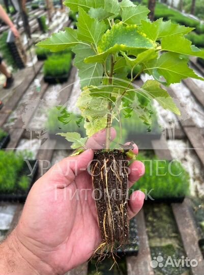 Зкс Сосна сеянцы Ели Лиственницы окс Голуб Горная