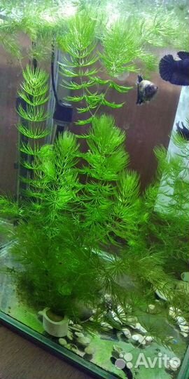 Аквариумное растение роголистник