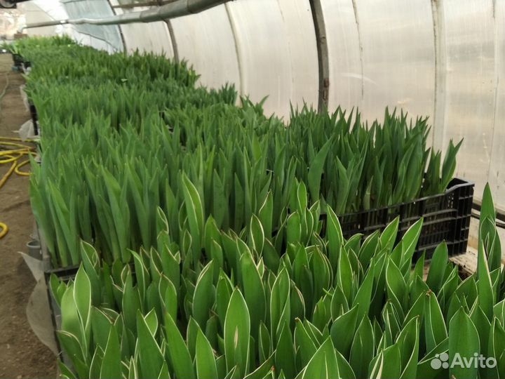 Тюльпаны срез