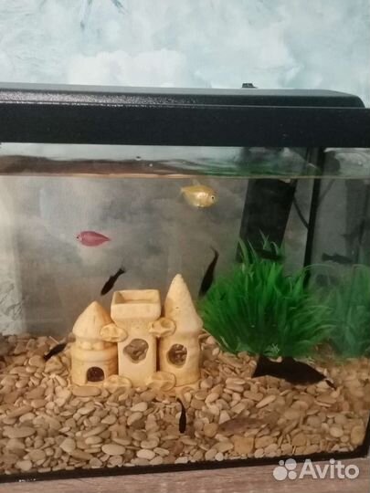 Аквариумные рыбки