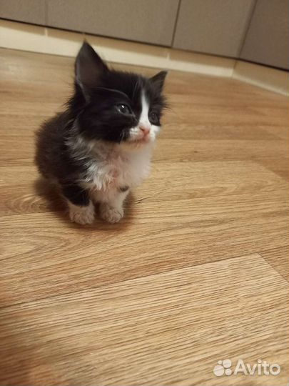 Котенок мальчик