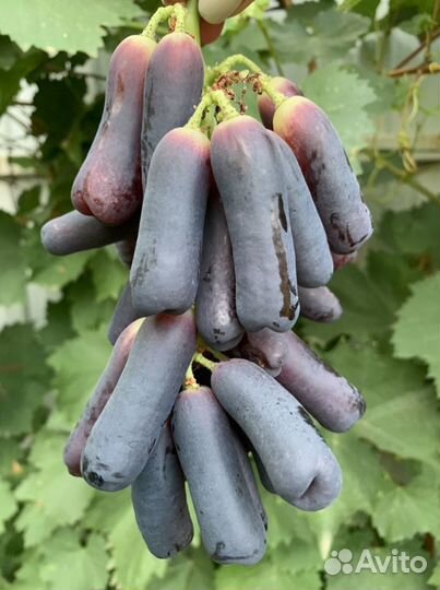 Саженцы и черенки Кишмиш Аватар