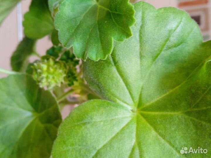 Алая молодая герань