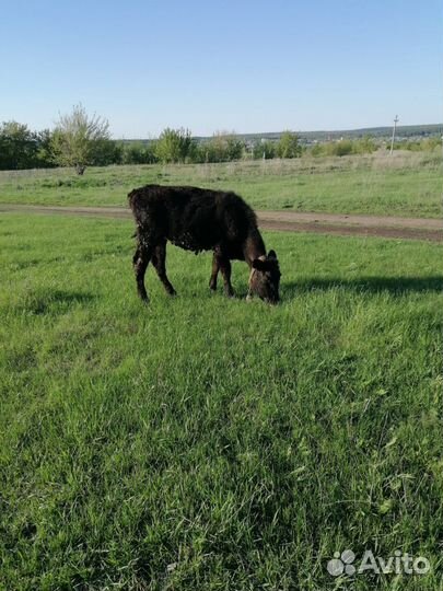 Племенные телята