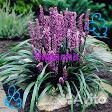 Лириопа растение