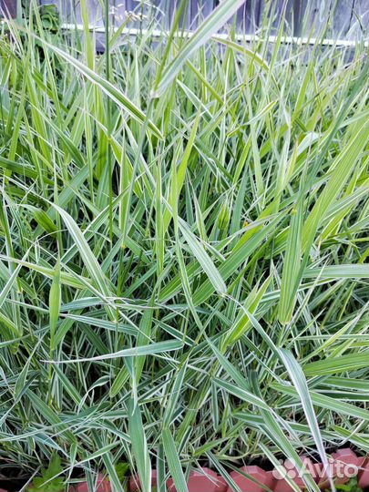 Фалярис- декоративная трава