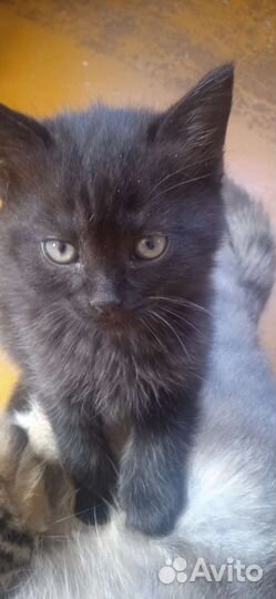 Котята уголёк и бусина