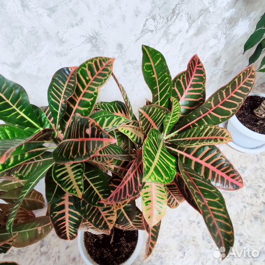 Комнатные растения цветы большие