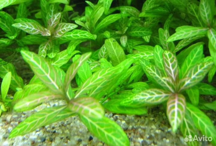 Аквариумные растения