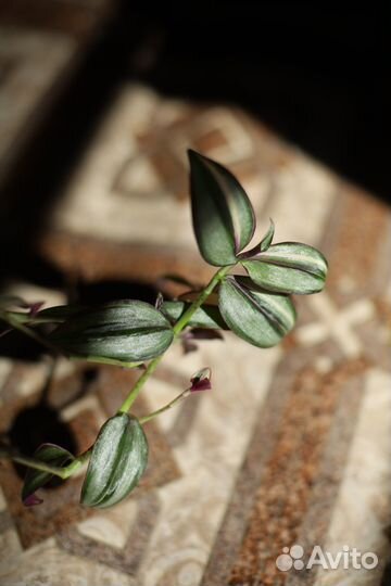 Традесканции сортовые