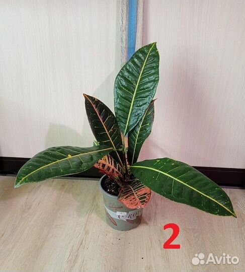 Комнатные растения, цветы. Кодиеум / Кротон, Акуба